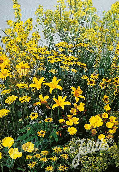 Perennial Mix yellow colors, medium, 30-80 cm Portion(s)
