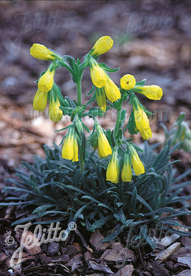 ONOSMA rigida   Portion(s)