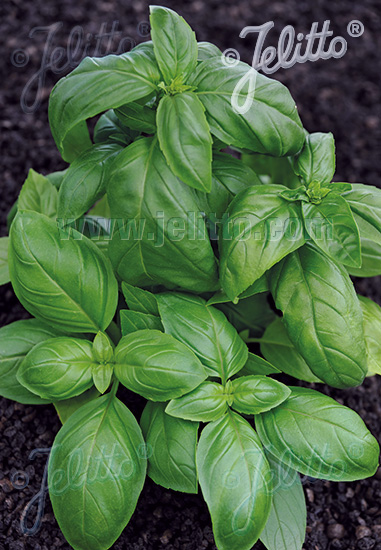 OCIMUM basilicum F1-Genoveser-Hybr.  'Aroma 2' Portion(s)