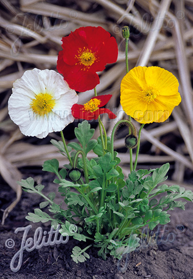 PAPAVER Nudicaule-Hybr.  'Gartenzwerg' Portion(s)