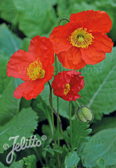 PAPAVER Nudicaule-Hybr. Champagne Bubbles F1-Series 'Champagne Bubbles F1 Scarlet' Portion(s)