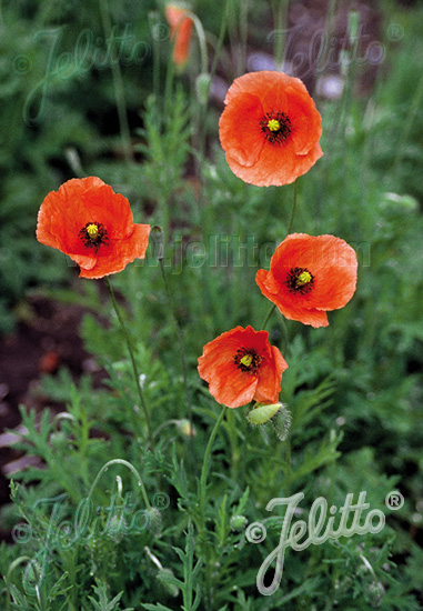 PAPAVER dubium   Portion(en)