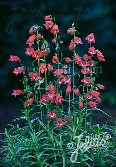 PENSTEMON x mexicale  'Sunburst Ruby' Portion(en)