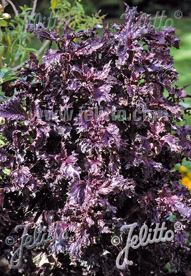 PERILLA frutescens var. crispa  'Red Shiso' Portion(s)