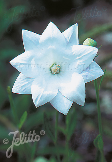 PLATYCODON grandiflorus  'Hakone White' Portion(en)