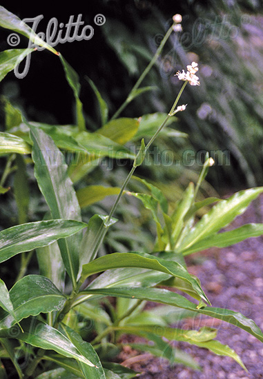 POLLIA japonica   Portion(s)