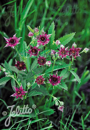 POTENTILLA palustris   Portion(en)