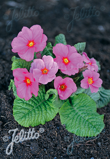 PRIMULA elatior Crescendo®-Series 'Crescendo® Pink Shades' Portion(s)