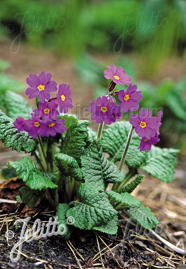 PRIMULA amoena   Portion(en)