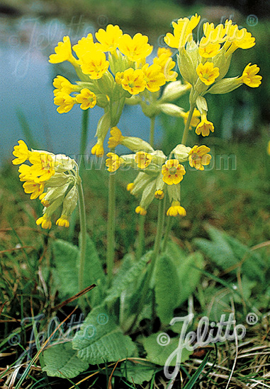 PRIMULA veris   Korn