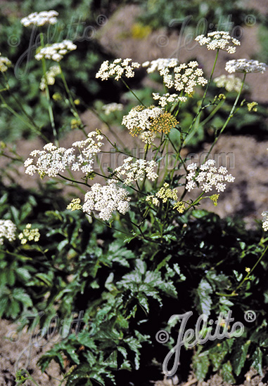 PIMPINELLA saxifraga   Portion(en)