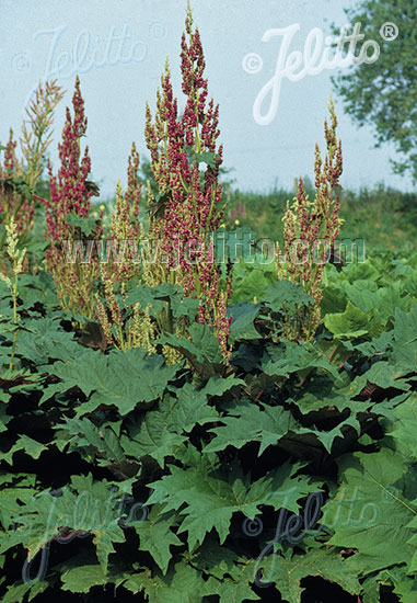 RHEUM palmatum f. atrosanguineum   Portion(en)