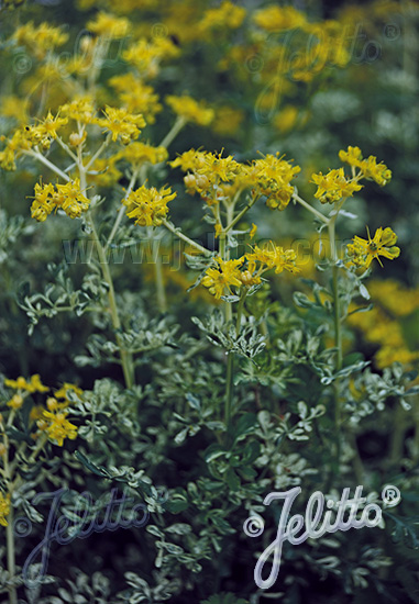 RUTA graveolens f. variegata   Portion(en)