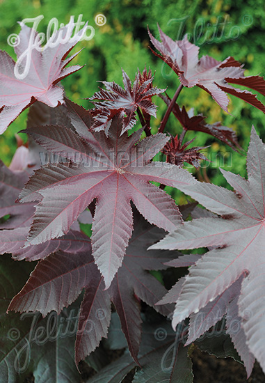 RICINUS communis  'New Zealand Purple' Portion(en)