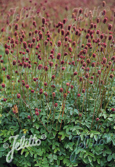 SANGUISORBA officinalis  'Little Red Tanna' Portion(s)