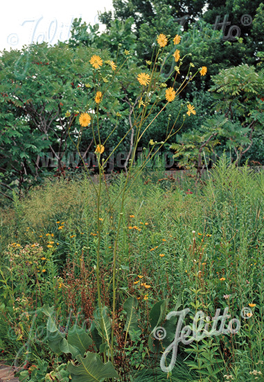 SILPHIUM terebinthinaceum   Portion(en)