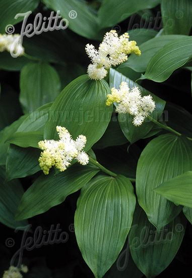 SMILACINA racemosa   Portion(s)