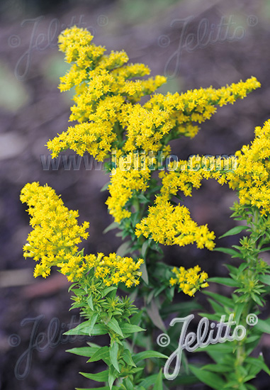 SOLIDAGO canadensis  'Little Miss Sunshine' Portion(s)