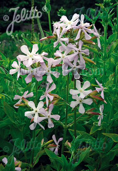 SAPONARIA officinalis   Portion(s)