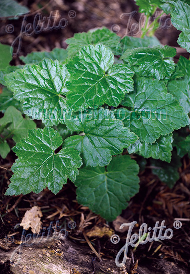 TOLMIEA menziesii   Portion(s)