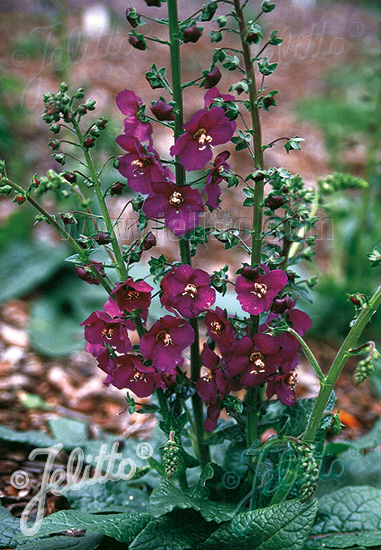 VERBASCUM phoeniceum  'Violetta' Portion(en)