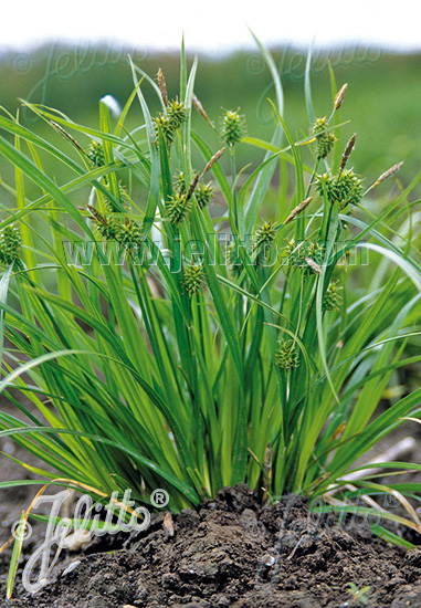 CAREX flava   Portion(en)