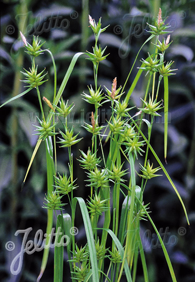 CAREX folliculata   Portion(en)