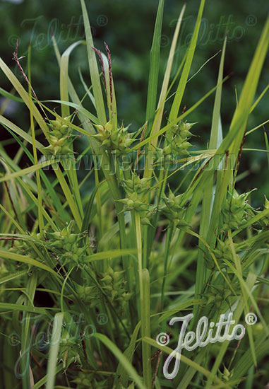 CAREX intumescens   Portion(en)