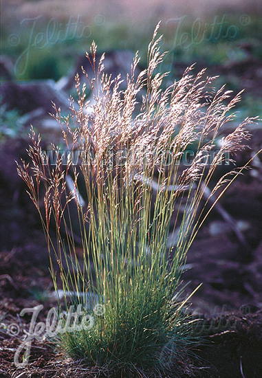 DESCHAMPSIA flexuosa   Portion(s)