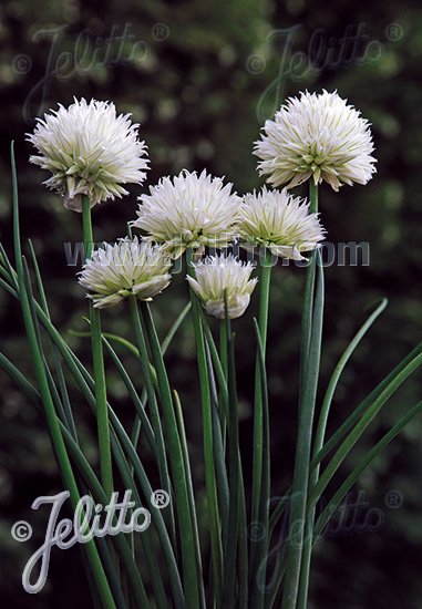 Jelitto Perennial Seed | ALLIUM schoenoprasum Ornamental-One Series 'White  One' Portion(s)