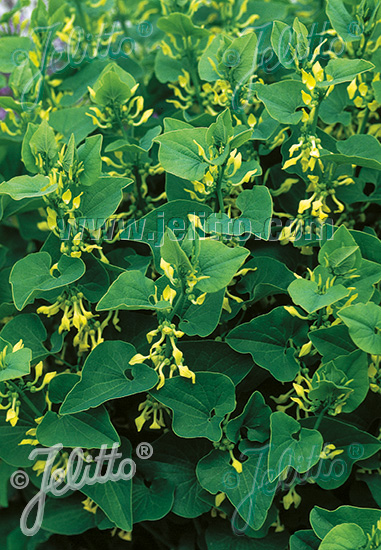 Jelitto Perennial Seed | ARISTOLOCHIA clematitis Portion(s)