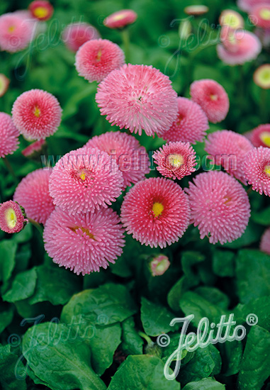 Jelitto Perennial Seed | BELLIS perennis Super Pompon Series 'Super Pompon  Pink' Portion(s)