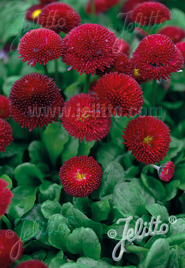 Jelitto Perennial Seed | BELLIS perennis Super Pompon Series 'Super Pompon  Red' Portion(s)