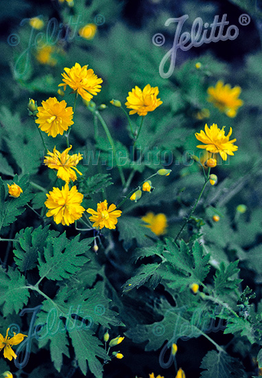 Jelitto Perennial Seed | CHELIDONIUM majus 'Flore Pleno' Portion(s)