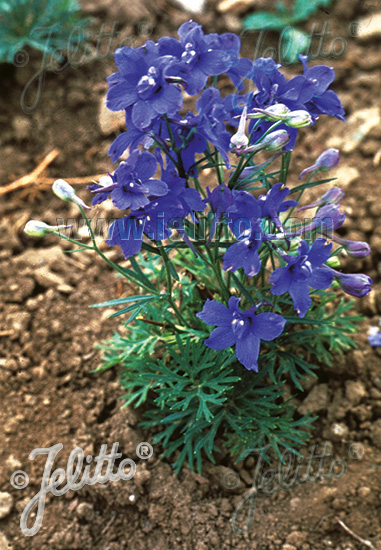 Jelitto Perennial Seed | DELPHINIUM grandiflorum 'Blauer Zwerg' Portion(s)
