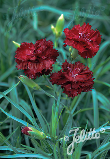 Oeillets en mélange - Dianthus caryophyllus grenadine red
