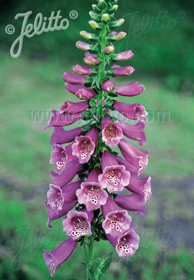 Jelitto Perennial Seed | DIGITALIS purpurea F1-Camelot-Series 'Camelot Rose'  Portion(s)
