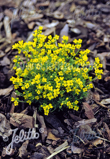 Jelitto Staudensamen | DRABA bruniifolia ssp. olympica Portion(en)