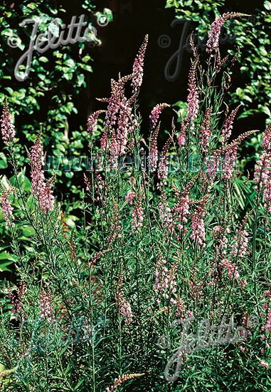 Jelitto Perennial Seed | LINARIA purpurea 'Canon Went' Portion(s)