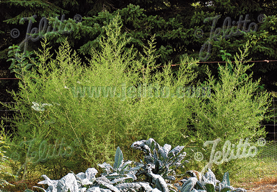 Artemisia Annua Seeds - St. John's Botanicals