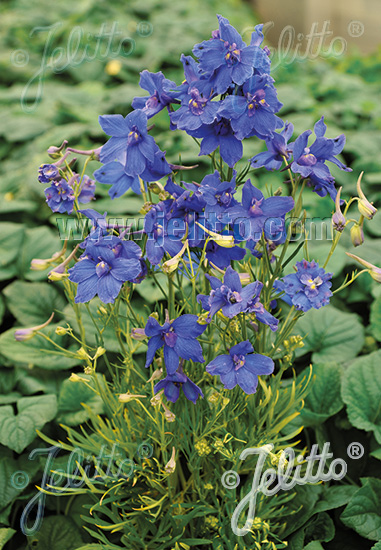 Jelitto Perennial Seed | DELPHINIUM grandiflorum 'Blauer Zwerg' Portion(s)